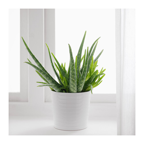 aloe vera potted plant by ikea